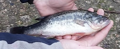 Black-bass